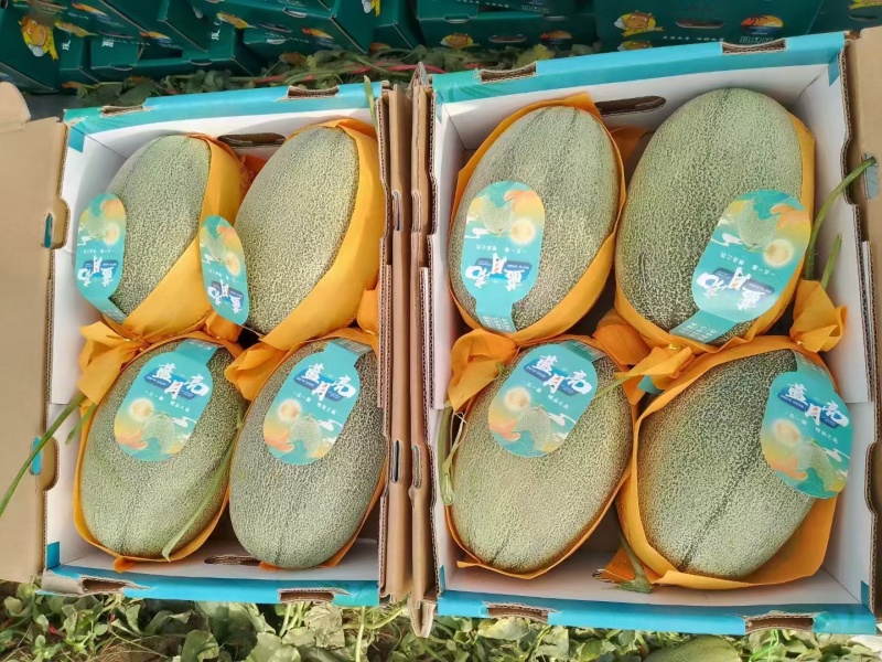 哈密瓜晓蜜哈密瓜海南发货量大从优