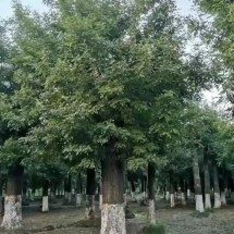 精品法桐山东菏泽苗木基地直供质量上乘欢迎各地客商洽谈