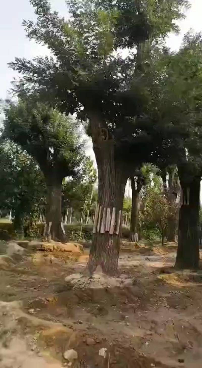 精品法桐山东菏泽苗木基地直供质量上乘欢迎各地客商洽谈