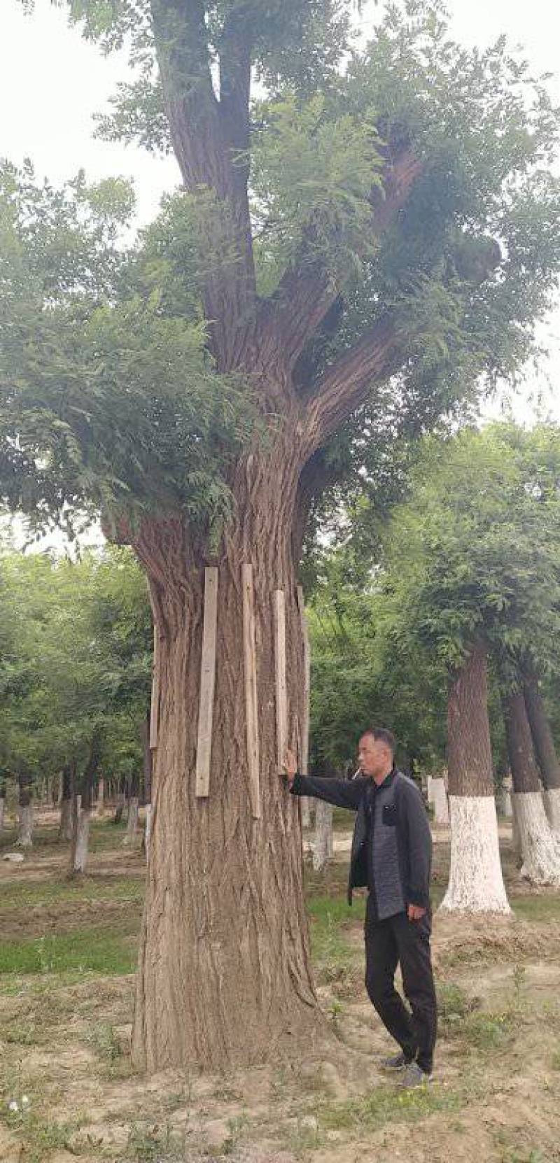 精品法桐山东菏泽苗木基地直供质量上乘欢迎各地客商洽谈