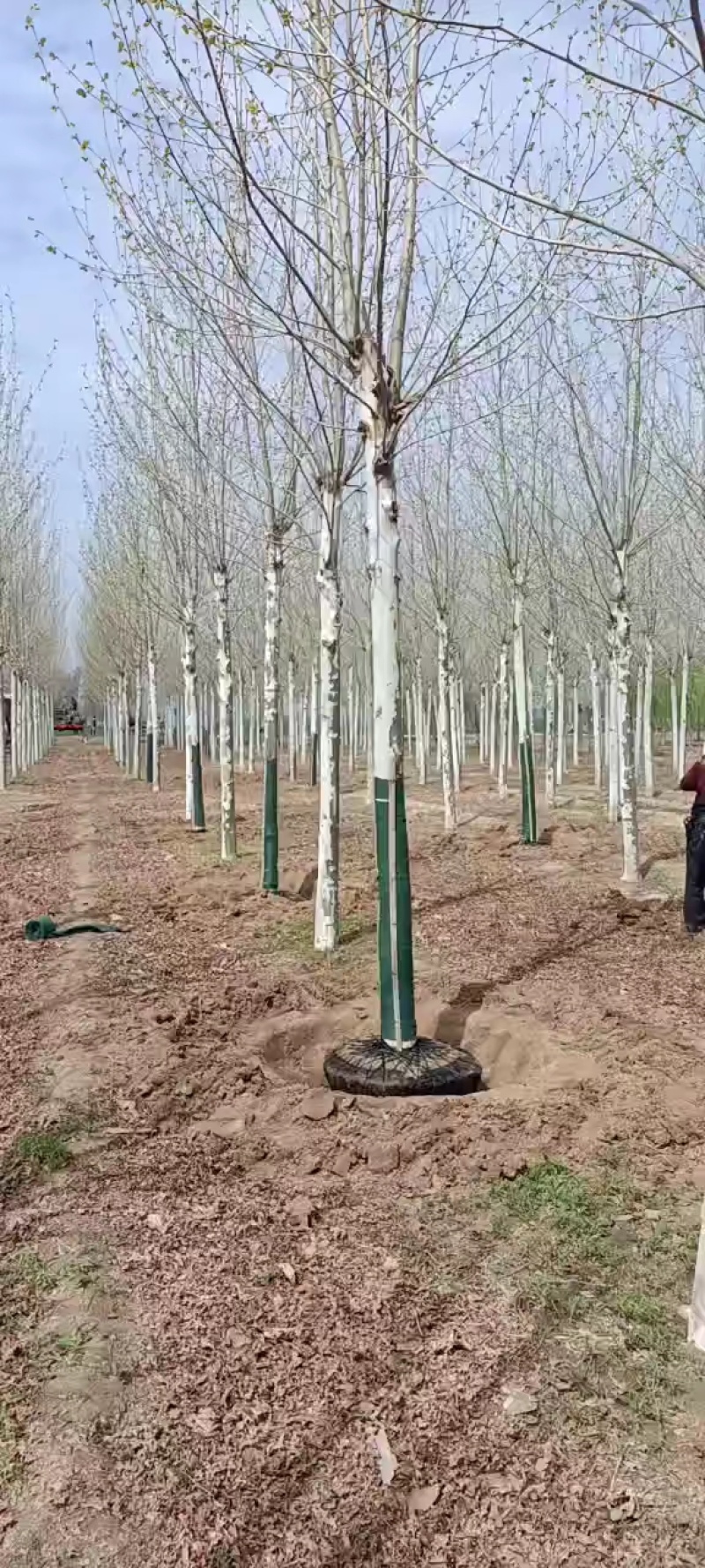 精品法桐山东菏泽苗木基地直供质量上乘欢迎各地客商洽谈