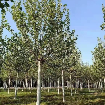 精品法桐山东菏泽苗木基地直供质量上乘欢迎各地客商洽谈