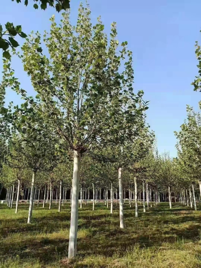 精品法桐山东菏泽苗木基地直供质量上乘欢迎各地客商洽谈