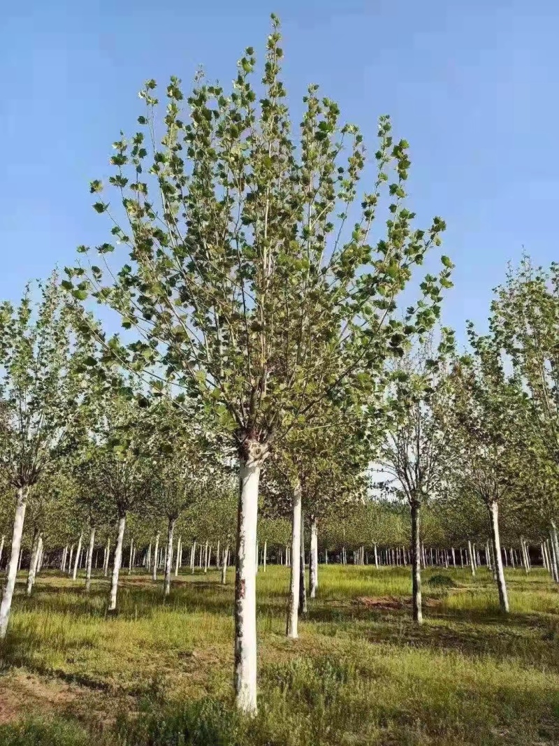 精品法桐山东菏泽苗木基地直供质量上乘欢迎各地客商洽谈