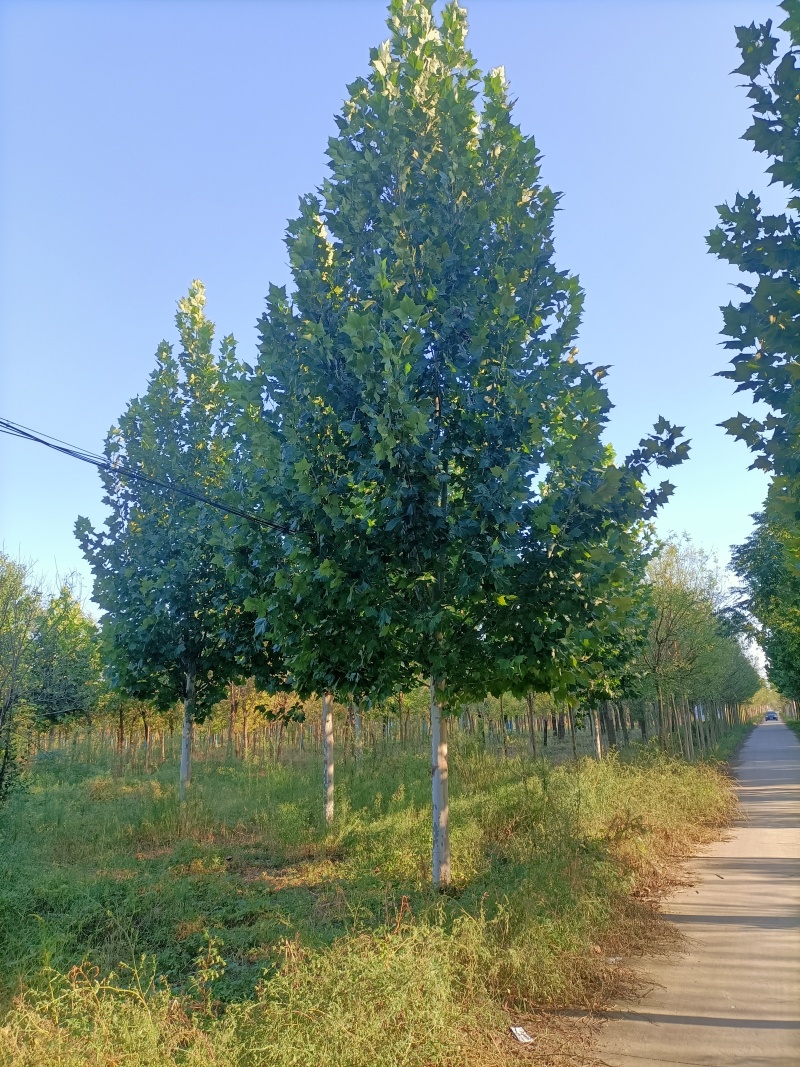 精品法桐山东菏泽苗木基地直供质量上乘欢迎各地客商洽谈