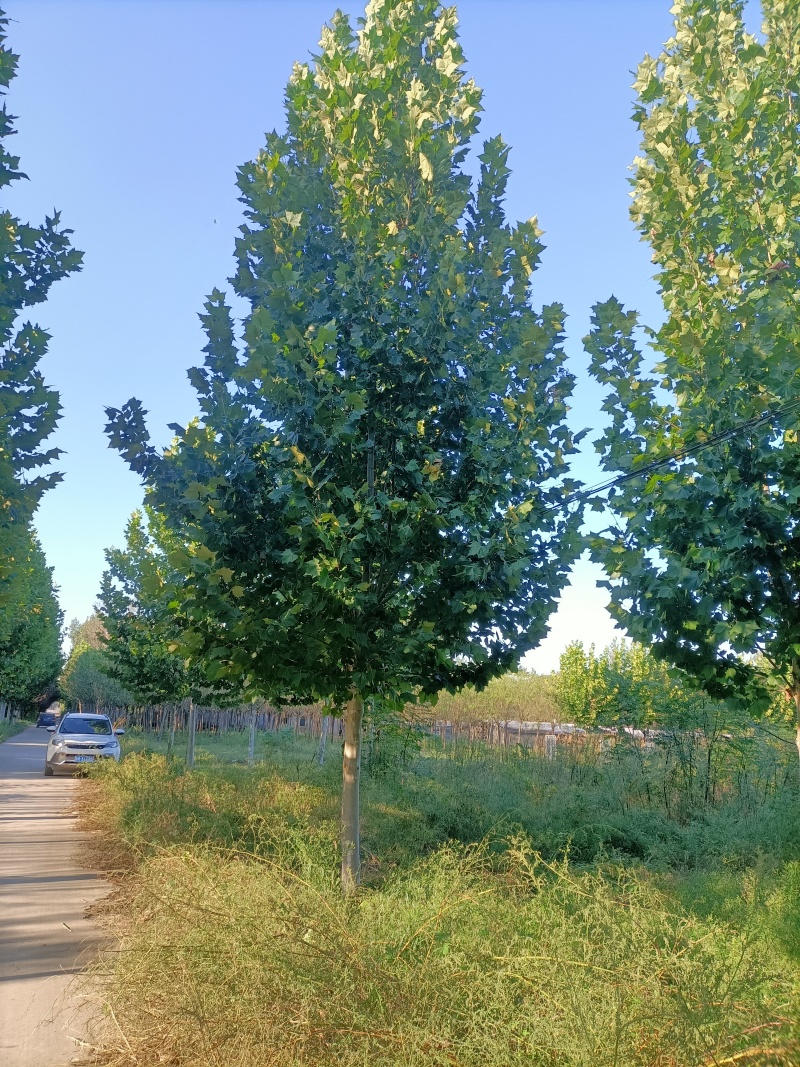 精品法桐山东菏泽苗木基地直供质量上乘欢迎各地客商洽谈