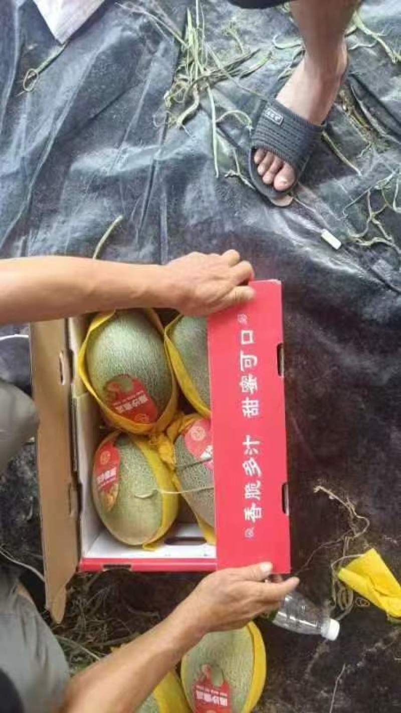 海南哈密瓜晓蜜25哈密瓜产地一手货源量大从优商超