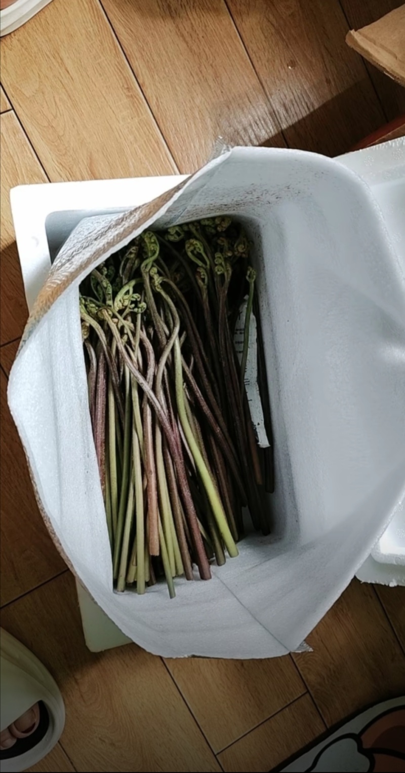 蕨菜