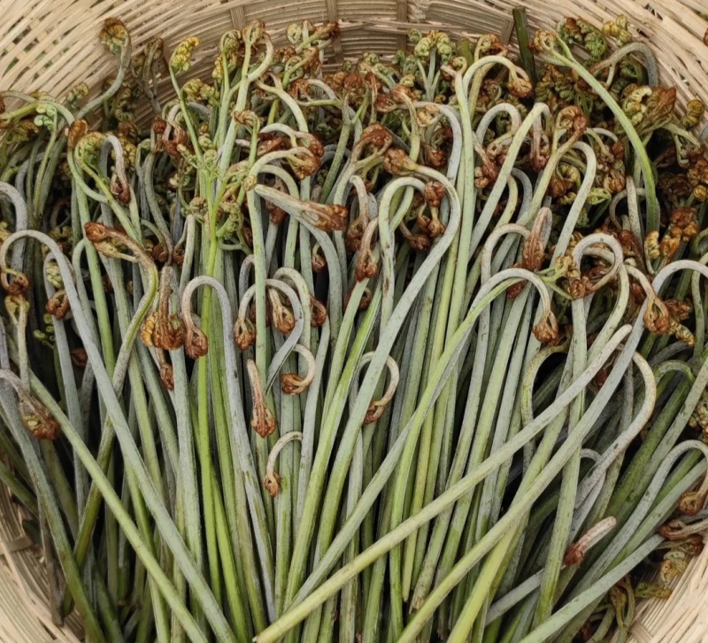 蕨菜