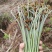 蕨菜