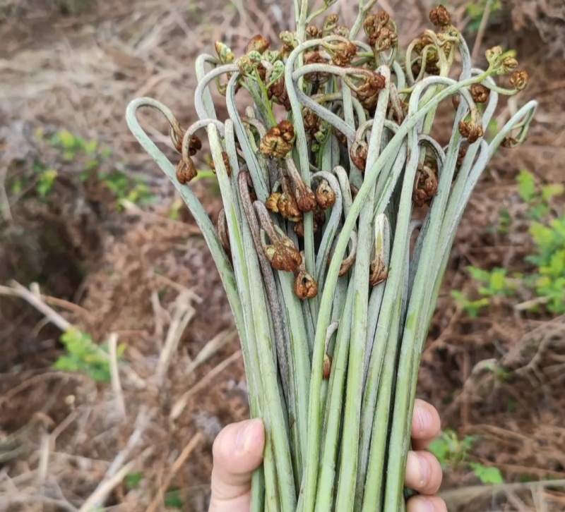 蕨菜