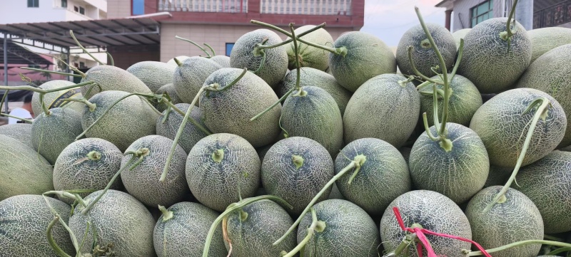 甘肃哈密瓜，大量供应，代发全国，保质保量，诚信经营