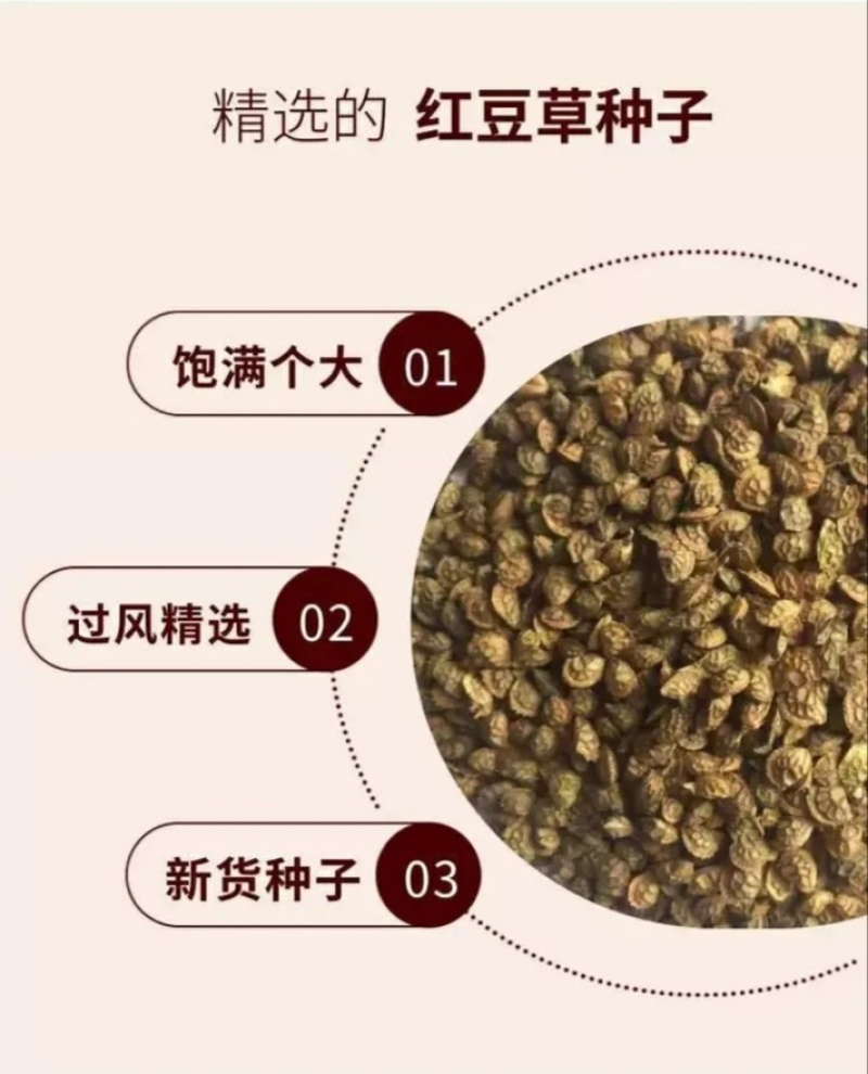 绿肥牧草红豆草驴食草蜜源固氮改善土壤防沙适应型强饲用畜禽