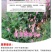 绿肥牧草红豆草驴食草蜜源固氮改善土壤防沙适应型强饲用畜禽
