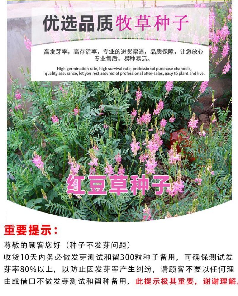 绿肥牧草红豆草驴食草蜜源固氮改善土壤防沙适应型强饲用畜禽