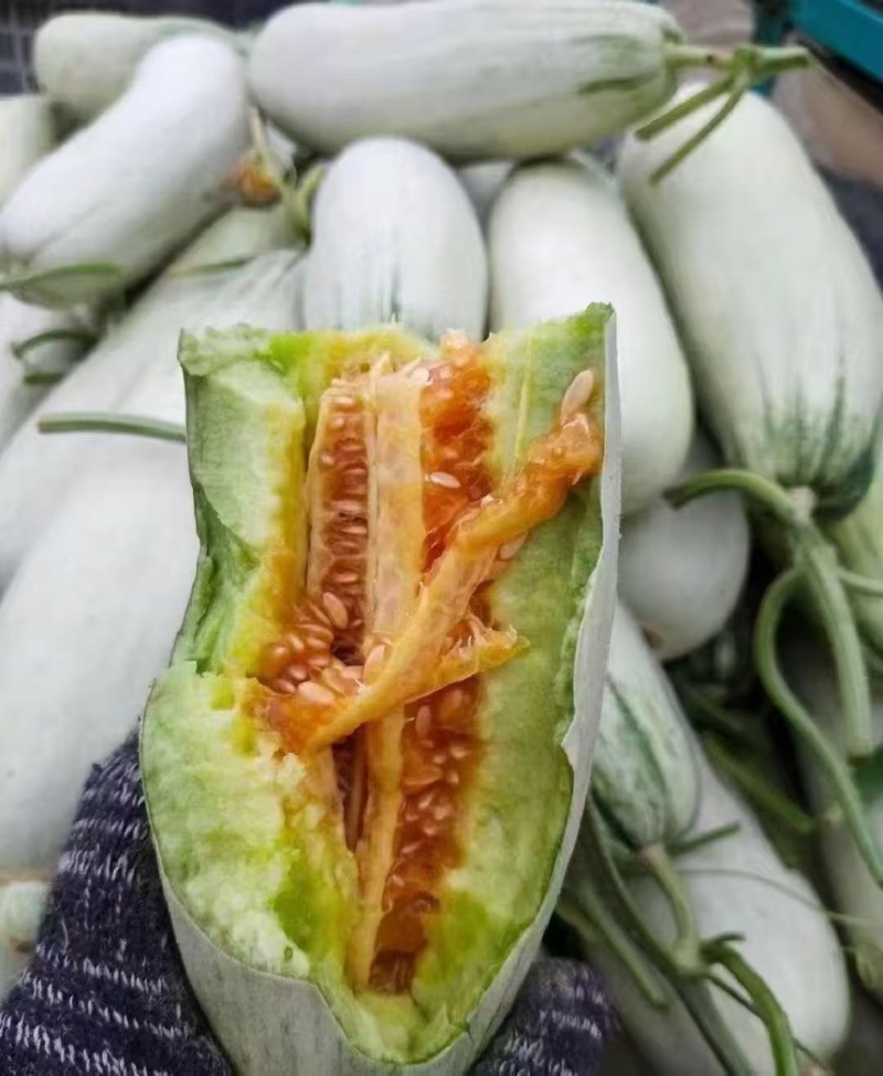 山东蜜甜瓜，大量供应，产地直销，大量上市，品牌博洋61