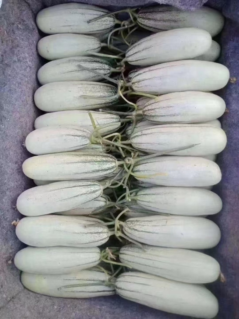 山东蜜甜瓜，大量供应，产地直销，大量上市，品牌博洋61