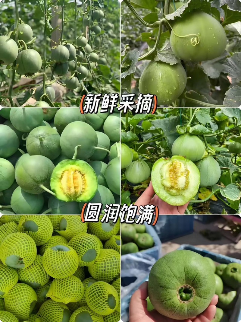 甜瓜，绿宝石甜瓜，全国各大批发市场与商家批发