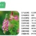 绿肥牧草红豆草驴食草蜜源固氮改善土壤防沙适应型强饲用畜禽