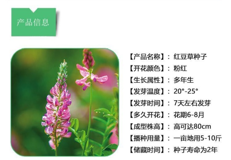 绿肥牧草红豆草驴食草蜜源固氮改善土壤防沙适应型强饲用畜禽