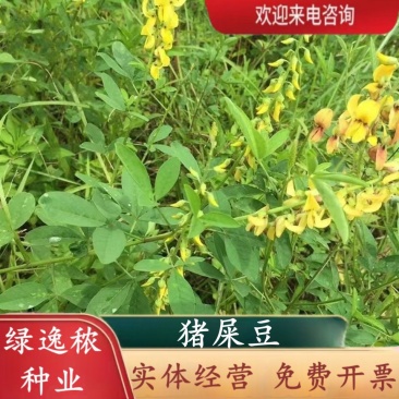 灌木猪屎豆种子四季易活灌木猪屎豆矿山护坡绿化园林造景草籽