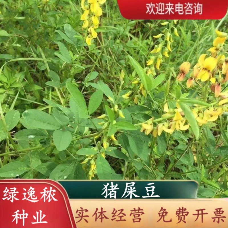 灌木猪屎豆种子四季易活灌木猪屎豆矿山护坡绿化园林造景草籽