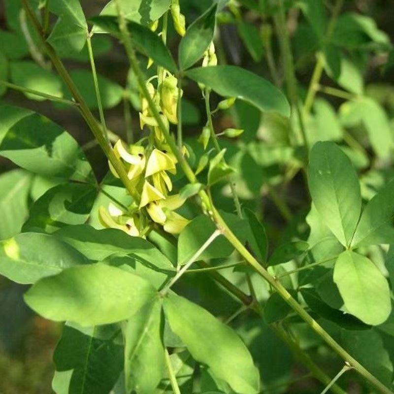 灌木猪屎豆种子四季易活灌木猪屎豆矿山护坡绿化园林造景草籽