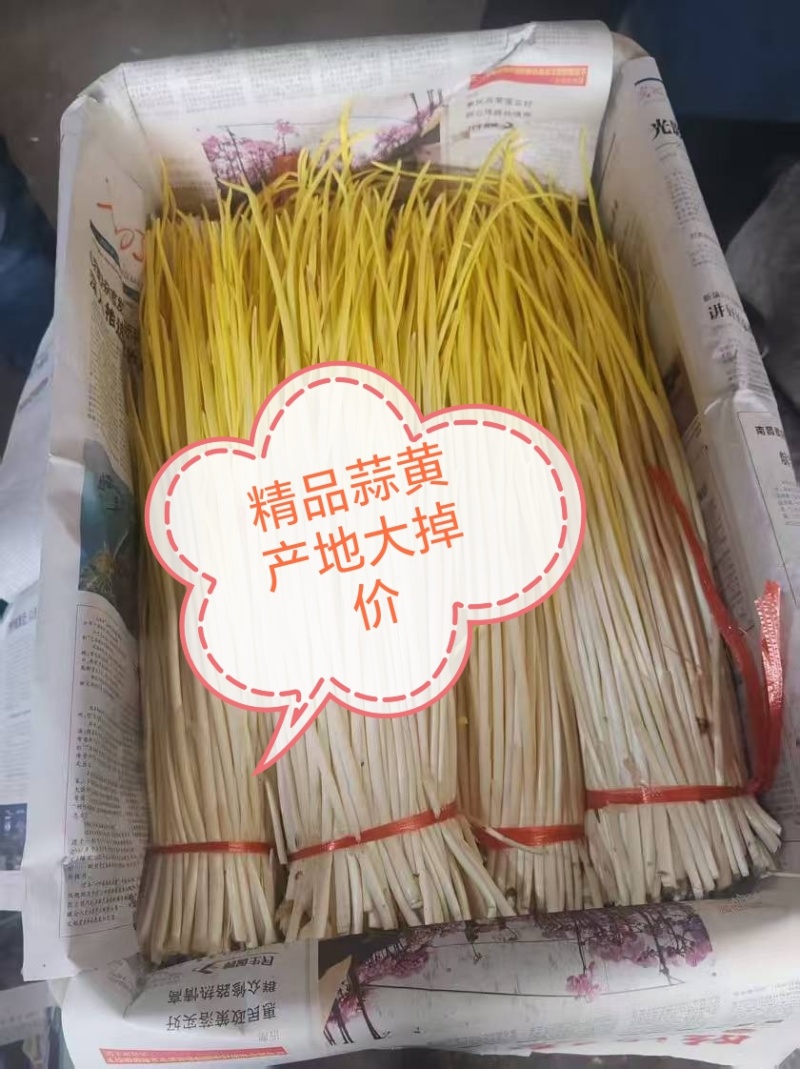 2025年精品蒜黄大量上市！产地大掉价！