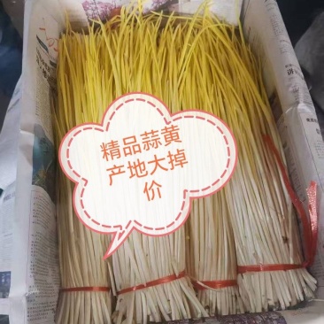 2025年精品蒜黄大量上市！产地大掉价！