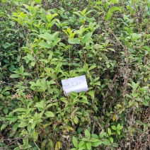 四季桂花苗