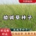 披碱草种子护坡固土草籽矿区耐盐碱草坪种子件碱茅草矿区覆绿