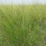 披碱草种子护坡固土草籽矿区耐盐碱草坪种子件碱茅草矿区覆绿