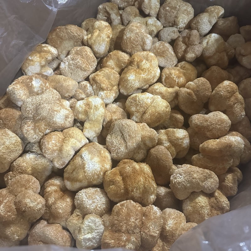 食用菌之都福建古田电商猴头菇酒店素食食材猴头菇干品出口