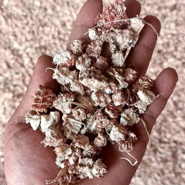 成都玉米芯量大供应，厂家直销