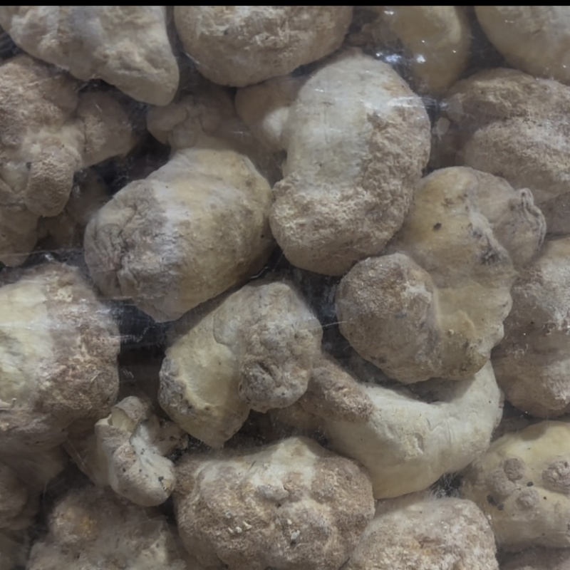 食用菌之都食品厂原料古田不带毛猴头磨粉新货上市