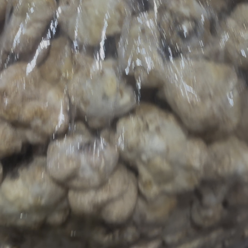 食用菌之都食品厂原料古田不带毛猴头磨粉新货上市