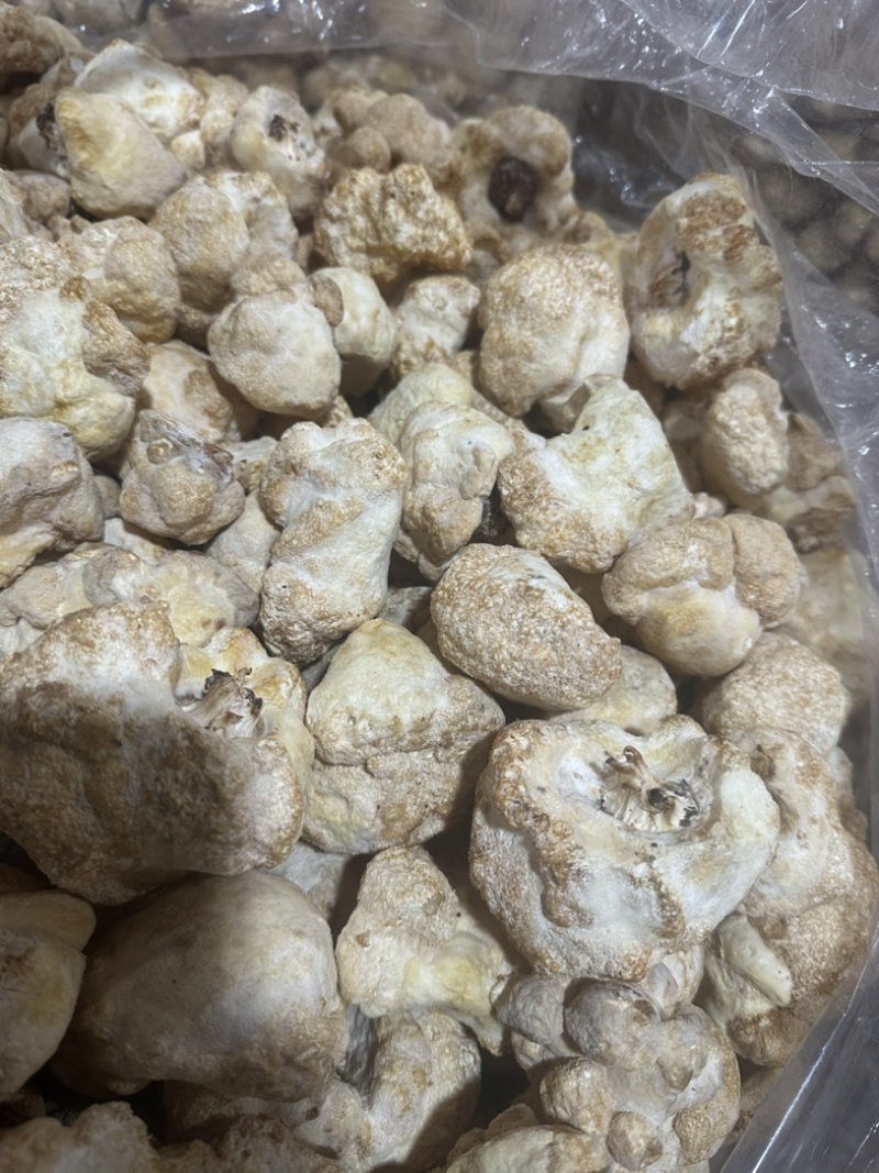 食用菌之都食品厂原料古田不带毛猴头磨粉新货上市
