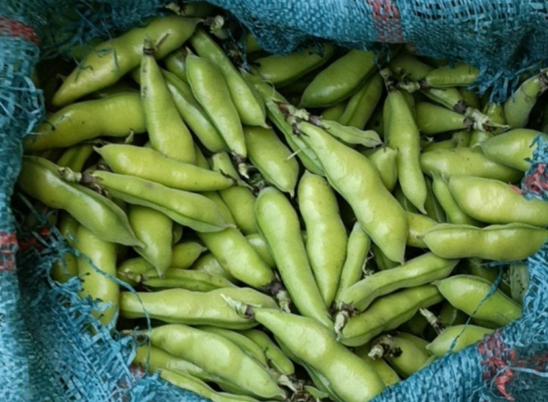 蚕豆大量上市中，有大豆小豆，冷库精装豆，质量好，价格美丽