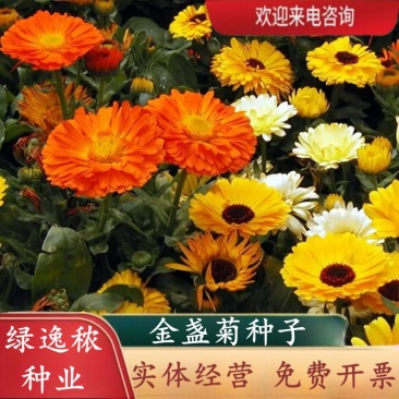 金盏菊种子金盏花种子四季易种花种子长生菊花海易种盆栽耐寒