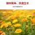 金盏菊种子金盏花种子四季易种花种子长生菊花海易种盆栽耐寒