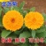 金盏菊种子金盏花种子四季易种花种子长生菊花海易种盆栽耐寒
