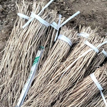 党参苗大量上市，有需要的老板请私聊咨询