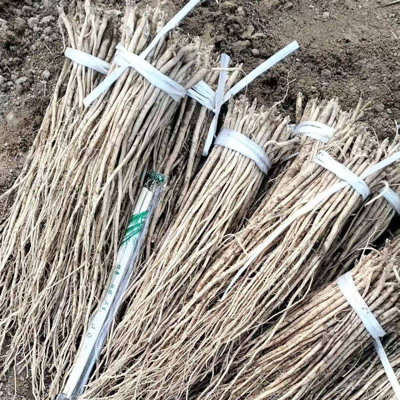 党参苗大量上市，有需要的老板请私聊咨询