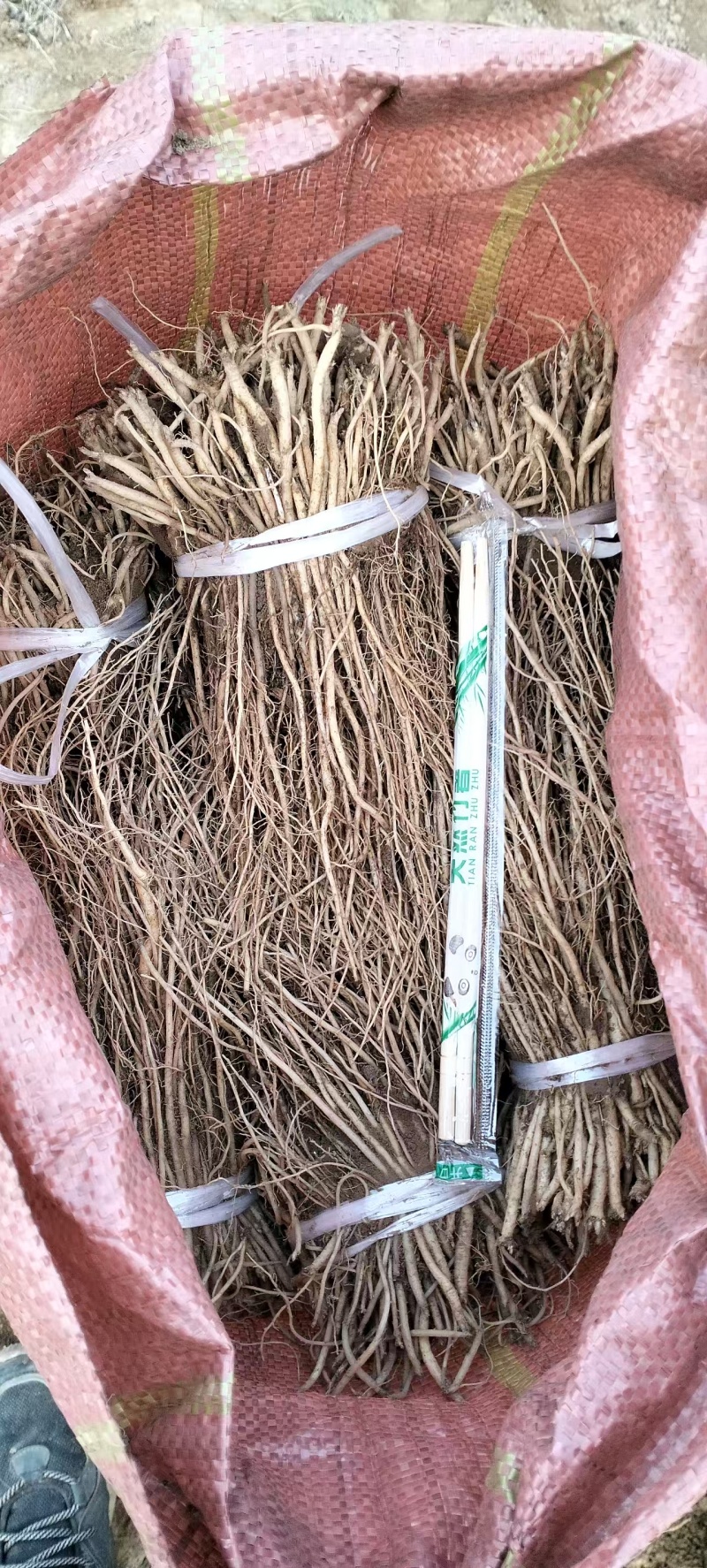 党参苗大量上市，有需要的老板请私聊咨询