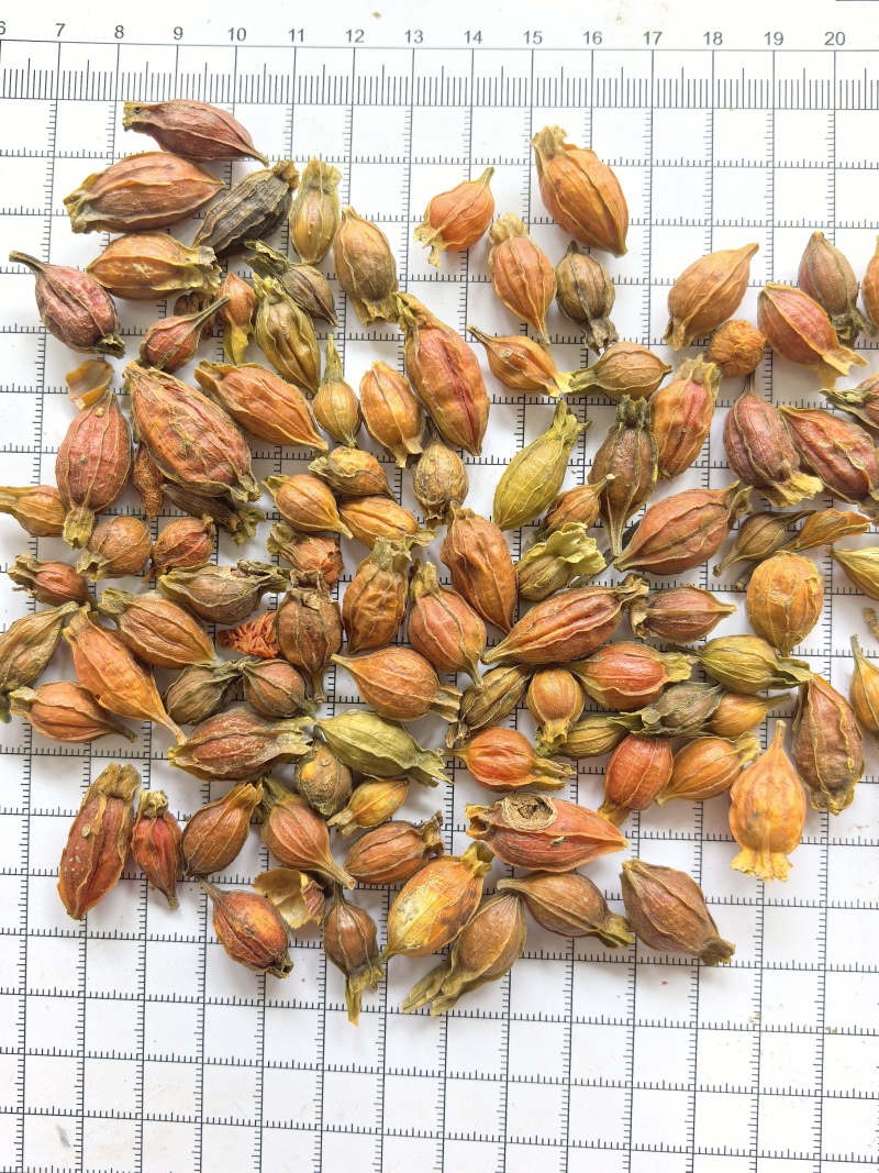 栀子中药材批发供应江西小栀子新货