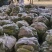 山东聊城西葫芦大量精品供应商超批发市场