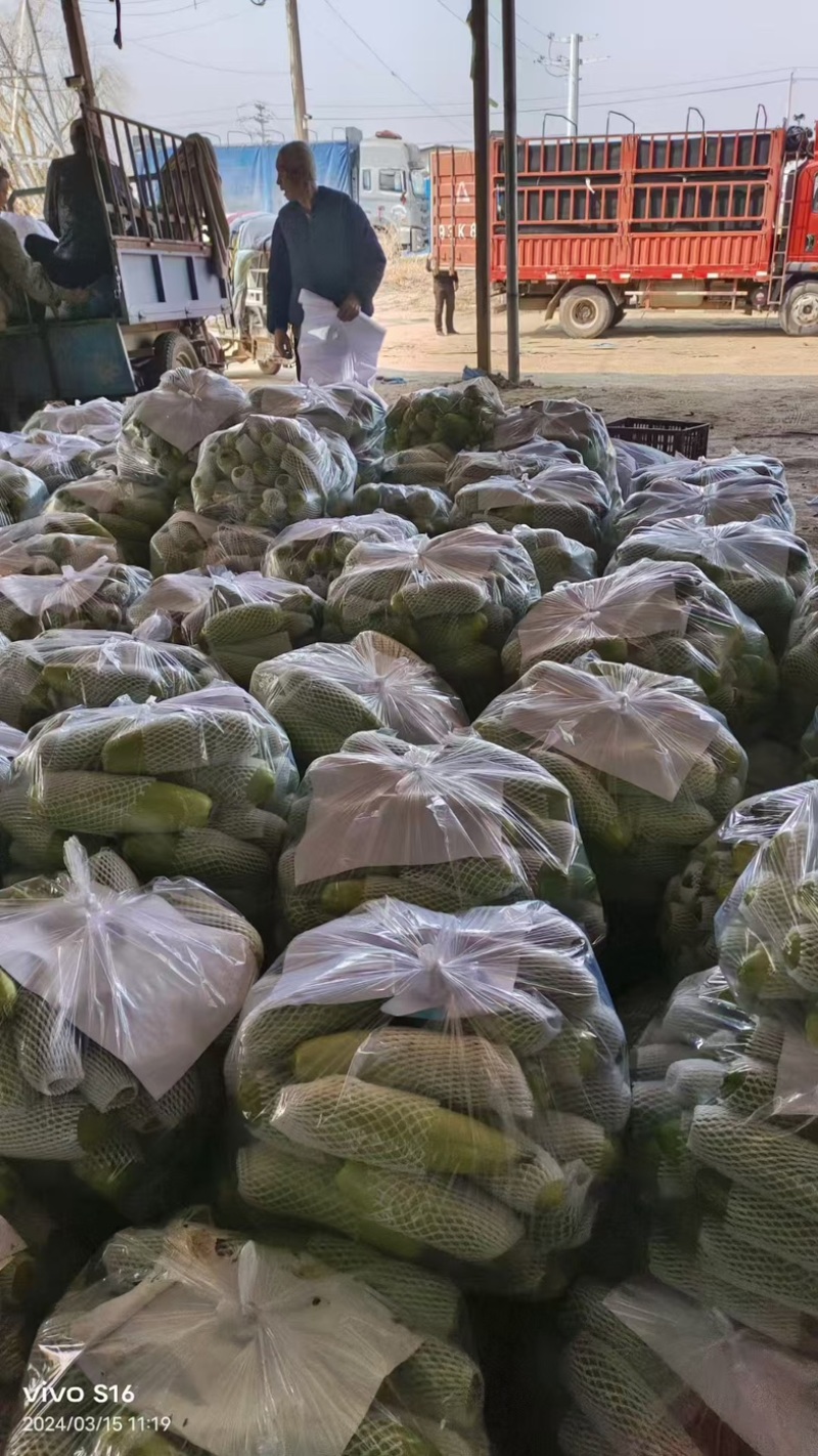 山东聊城西葫芦大量精品供应商超批发市场