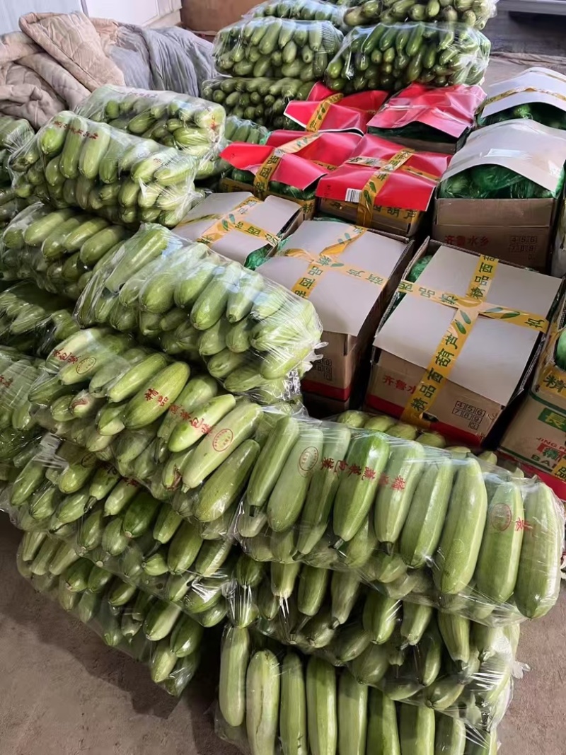 山东聊城西葫芦大量精品供应商超批发市场