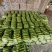 山东聊城西葫芦大量精品供应商超批发市场