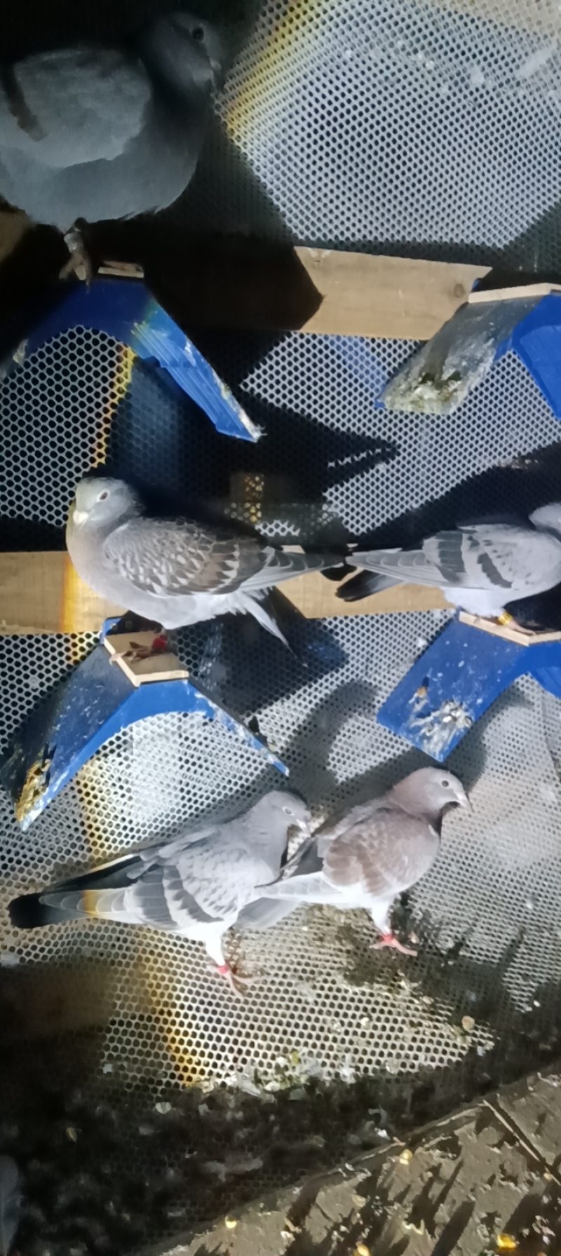 信鸽